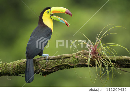 Keel-billed Toucan, Ramphastos sulfuratus, sitting on the branch with beak wide open. 111209432