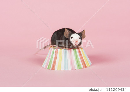 Cute black and white mouse on a pink background 111209434