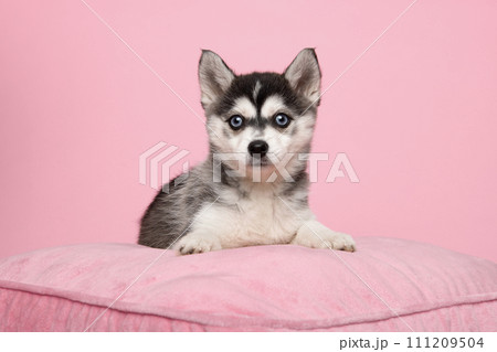Adorable pomsky puppy looking at the camera on a pink cushion on a pink background 111209504