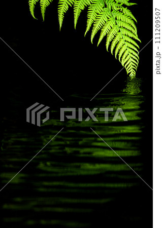 Fern leaf hanging and touching black mysterical water leaving a rimpling reflection 111209507