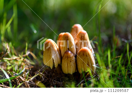 Coprinopsis atramentaria. Mushroom in grass in forest. Coprinopsis atramentaria. Mushroom in grass in forest. 111209587