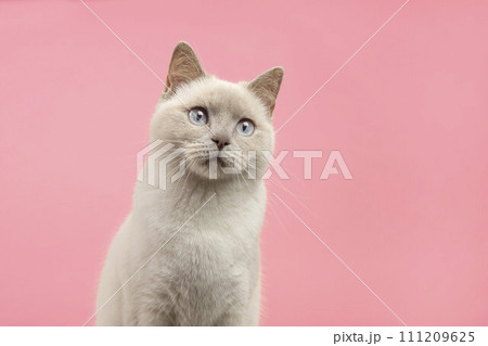 Portrait of a pretty british shorthaired cat looking a little up on a pink background 111209625