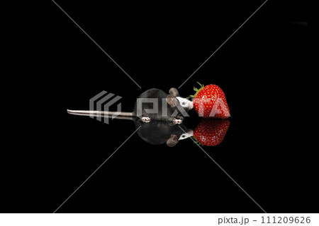 Cute black and white mouse with a strawberry on a black background with reflection 111209626