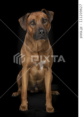 Rhodesian ridgeback dog sitting on a black couch on a black background 111209627