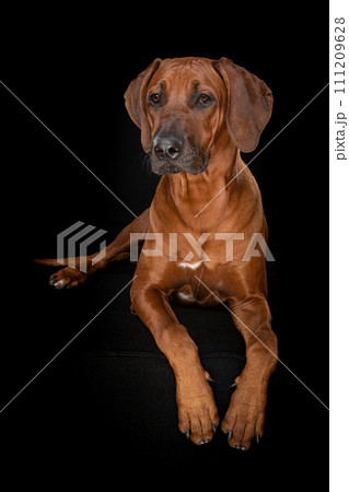 Rhodesian ridgeback dog lying on a black couch on a black background 111209628