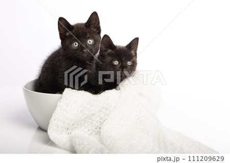 Two cute black young cats sitting in a white bowl on a white background looking at the camera 111209629