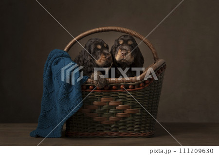 Two cocker spaniel puppy dogs in an old basket in a still life classic ambiance 111209630