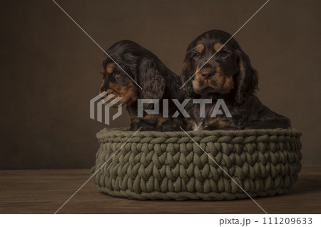 Two cocker spaniel puppy dogs in a woolen basket in a still life setting 111209633