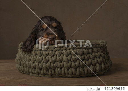 A cocker spaniel puppy sleeping in a woolen basket in a still life setting 111209636