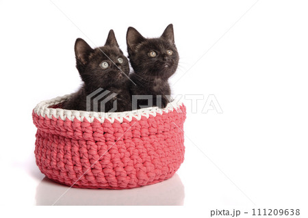 Two cute black young cats sitting in a pink woolen basket on a white background looking up 111209638