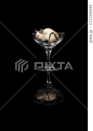 Cute little mouse in a wine glass on a black background Cute little mouse in a wine glass on a black background 111209846