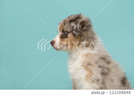 Portrait of cute australian shepherd puppy looking away on a blue background with space for copy 111209848
