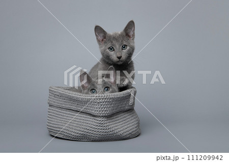 Two cute grey Russian blue kitten in a grey basket on a grey background looking at the camera. 111209942