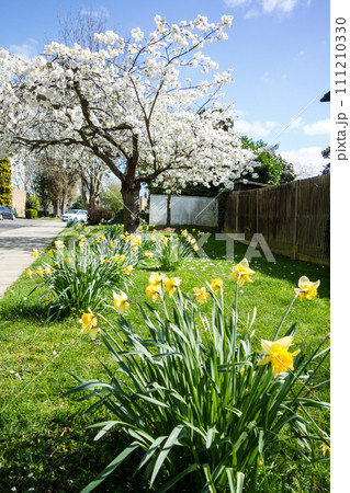 明るい日差しの歩道脇に立つ満開の桜とラッパ水仙　ロンドン郊外の街並み 111210330