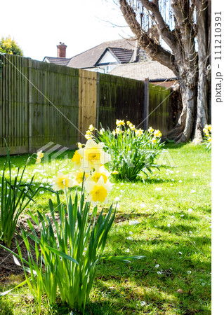 明るい日差しの下の満開の白い桜とラッパ水仙　ロンドン郊外の街並み 111210391