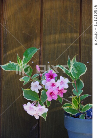 斑入り大紅ウツギ 111210956