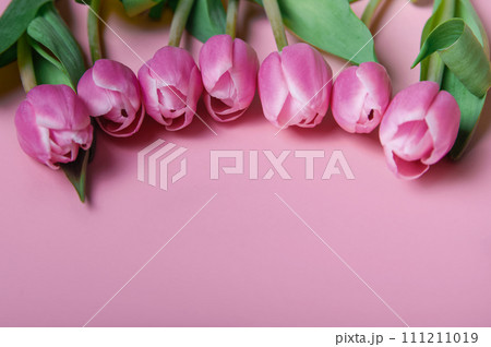Pink and white tulips on pink background and copy space. Pink and white tulips on pink background and copy space. 111211019
