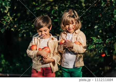 Cute little toddler boys picking up ripe red apples basket. Brothers in orchard 111211884