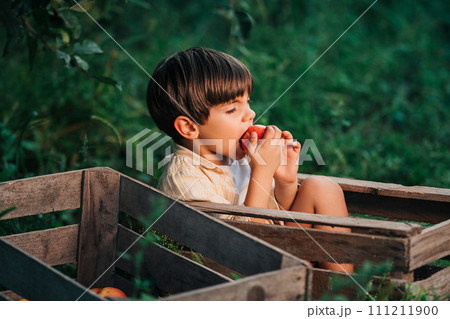 Funny little boy eating juicy apple,sitting in wooden box orchard.Organic fruits Funny little boy eating juicy apple,sitting in wooden box orchard.Organic fruits 111211900