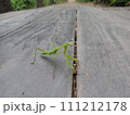 カマキリの幼虫 111212178