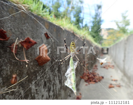 バッタを狩るナガコガネグモ バッタを狩るナガコガネグモ 111212181