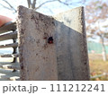 グレーチングに潜むセアカゴケグモ 111212241