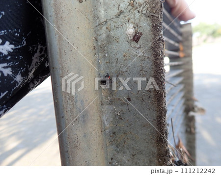 セアカゴケグモ セアカゴケグモ 111212242