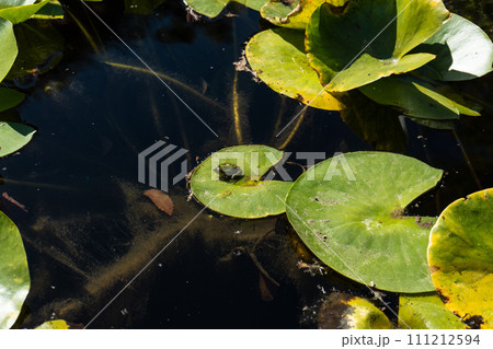 Little green frog on the lotus leave 111212594