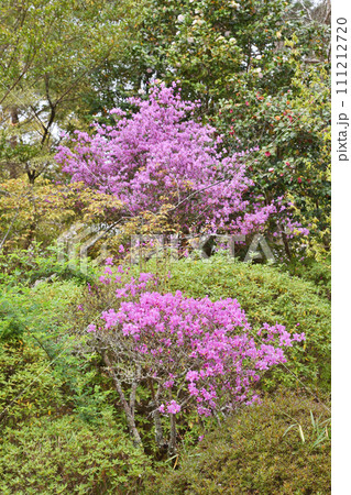 仁和寺のミツバツツジ 仁和寺のミツバツツジ 111212720
