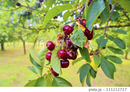 Sour cherries with leaf. Sour cherry tree. Sour cherry fruits hanging on branch 111212727