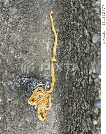 変わった、気持ち悪い外来生物、みみずやナメクジを食べるオオミスジコウガイビル 111212777