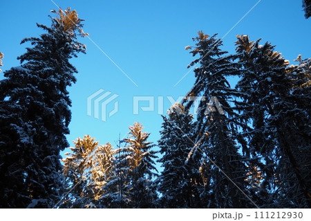 Spruce Picea is a coniferous evergreen tree of the Pine family Pinaceae. Evergreen trees. Common spruce, or Norway spruce Picea abies is widespread in northern Europe. Snowy winter coniferous forest. Spruce Picea is a coniferous evergreen tree of the Pine family Pinaceae. Evergreen trees. Common spruce, or Norway spruce Picea abies is widespread in northern Europe. Snowy winter coniferous forest. 111212930