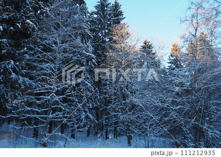 Spruce Picea is a coniferous evergreen tree of the Pine family Pinaceae. Evergreen trees. Common spruce, or Norway spruce Picea abies is widespread in northern Europe. Snowy winter coniferous forest. 111212935