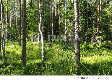 Taiga biome dominated by coniferous forests. Picea spruce, genus of coniferous evergreen trees in the Pine family Pinaceae. Russia, Karelia, Orzega. Dense forest. Terrible bowl. Wild deserted forest. Taiga biome dominated by coniferous forests. Picea spruce, genus of coniferous evergreen trees in the Pine family Pinaceae. Russia, Karelia, Orzega. Dense forest. Terrible bowl. Wild deserted forest. 111212978