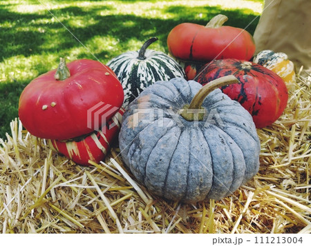 Gray pumpkin and several orange pumpkins on straw. Botanical variety of pumpkins. Vegetables zucchini and squash. Halloween symbol. Autumn harvest. Allhalloween, All Hallows Eve, or All Saints Eve Gray pumpkin and several orange pumpkins on straw. Botanical variety of pumpkins. Vegetables zucchini and squash. Halloween symbol. Autumn harvest. Allhalloween, All Hallows Eve, or All Saints Eve 111213004