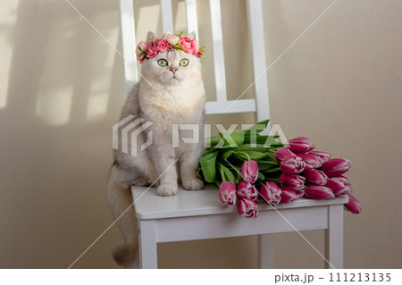 Adorable white cat in a crown of pink flowers, sits with bouquet of pink tulips. Adorable white cat in a crown of pink flowers, sits with bouquet of pink tulips. 111213135