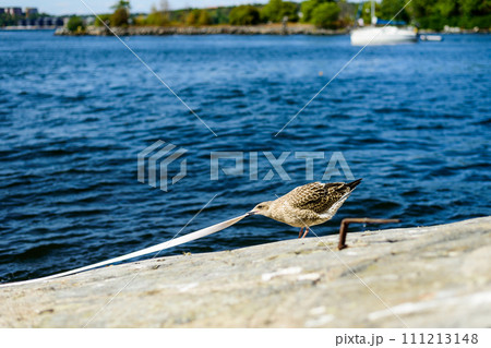 Larus canus. he common gull 111213148