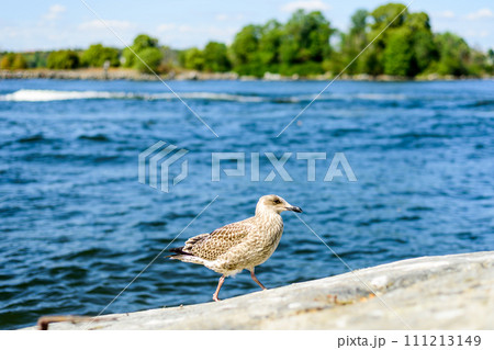 Larus canus. he common gull Larus canus. he common gull 111213149