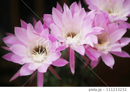 サボテン　ピンク色で大輪の花咲く 111213232