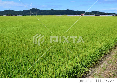 稔り始めた稲穂 庄内米 111213277