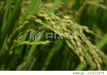 稔り始めた稲穂 庄内米 111213279