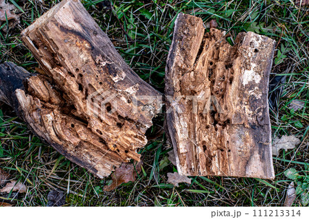 Tree Trunk Eaten By Insects. Natural old tree texture. 111213314