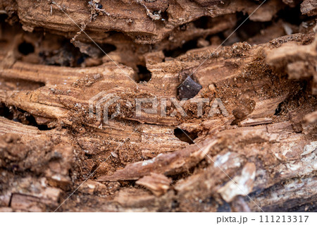 Tree Trunk Eaten By Insects. Natural old tree texture. Tree Trunk Eaten By Insects. Natural old tree texture. 111213317