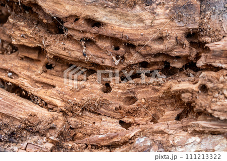 Tree Trunk Eaten By Insects. Natural old tree texture. 111213322