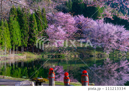 【信州の春】中綱湖のオオヤマザクラ【長野県】 【信州の春】中綱湖のオオヤマザクラ【長野県】 111213334