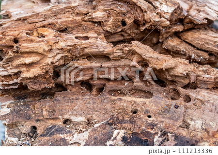 Tree Trunk Eaten By Insects. Natural old tree texture. 111213336