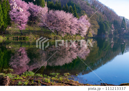 【信州の春】中綱湖のオオヤマザクラ【長野県】 【信州の春】中綱湖のオオヤマザクラ【長野県】 111213337