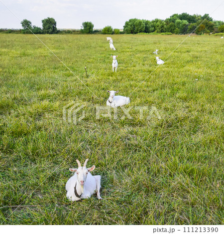 Goats grazing in the meadow 111213390