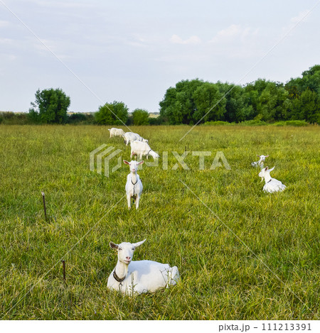 Goats grazing in the meadow 111213391
