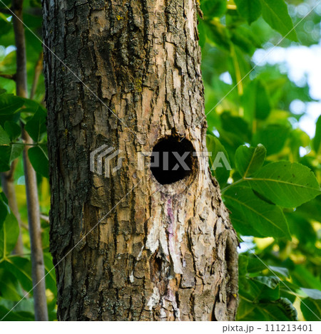 A hollow in the trunk of a tree. A natural nest of birds A hollow in the trunk of a tree. A natural nest of birds 111213401